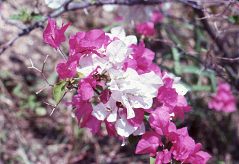 Бугенвиллия или Бумажный цветок  Bougainvillea Snowcap 