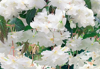 Бегония Begonia Illumination White 