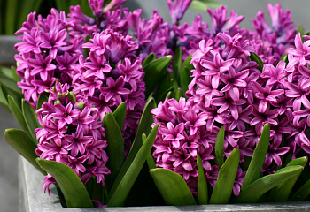 Гиацинт Hyacinthus Pink Festival 