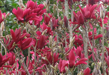 Магнолия Magnolia Burgundy 