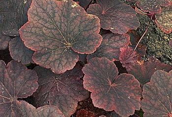 Гейхера  Heuchera Mocha 