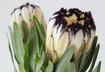 Протея или Сахарный кустарник Protea White Head 