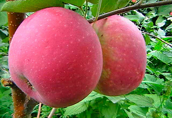 Яблоня Mālus Бежин луг