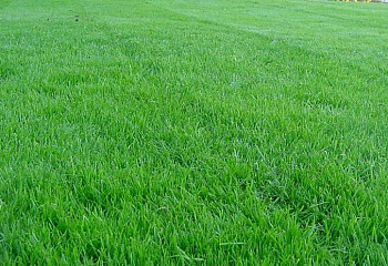 Трава газонная Canada Green 