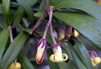 Питтоспорум двуцветный Pittosporum bicolor 