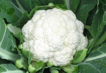 Капуста цветная Cauliflower Maybach 