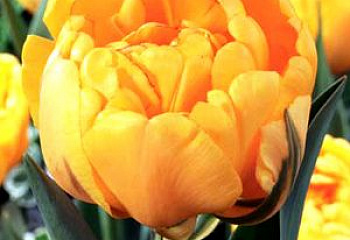 Тюльпан Túlipa Yellow Pomponette 