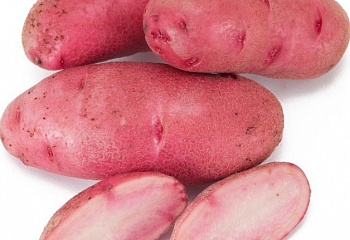 Картофель Potato Red Thumb 