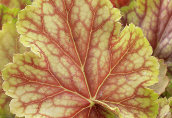 Гейхера  Heuchera Master Painter Picasso 