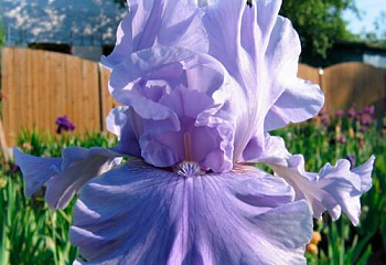 Ирис Íris World Sway 