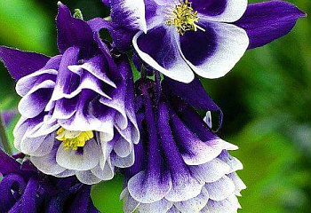Аквилегия или Водосбор или Цветок Эльфов Aquilegia Nivea 