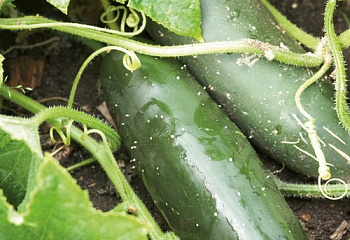 Огурец Cucumber Masterpiece 