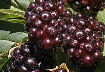 Ежевика Rubus Yangberri