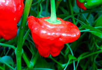 Перец острый Hot pepper Jamaican Red 