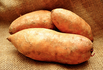 Батат или Сладкий картофель Sweet Potato Jewell 