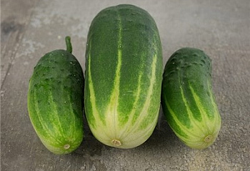 Огурец Cucumber Corporal Shmatko Cucumber 