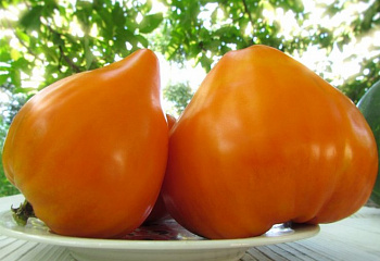 Помидор Тomato German Orange Strawberry 