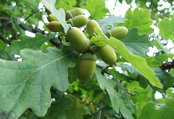 Дуб черешчатый Quercus robur Fastigiata Koster 