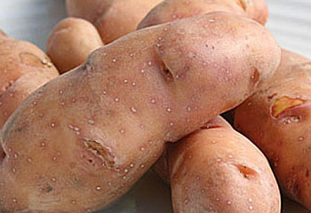 Картофель Potato Rose Finn Apple 