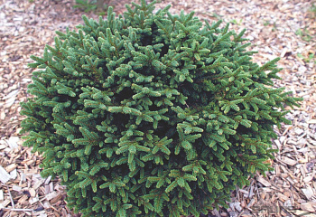 Ель обыкновенная Picea abies Pumila 