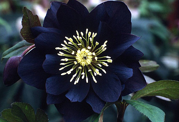 фото: морозник Double Black морозник Double Black