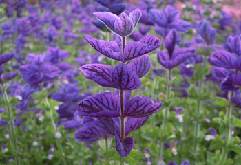 Сальвия Salvia Oxford Blue 