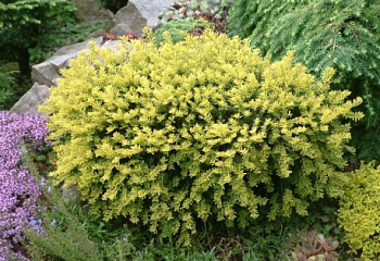 тисс ягодный Adpressa Aurea’ (‘Adpressa Variegata’) 