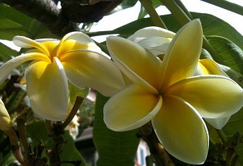 Плюмерия Plumeria Giant Blooms 