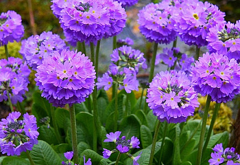 Примула Primula Lilac 
