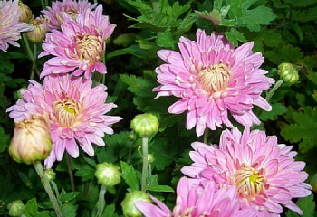 Хризантема Chrysanthemum Youth 