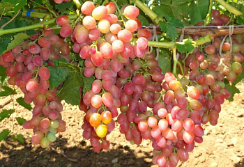 Виноград плодовый Vitis vinifera Ливия
