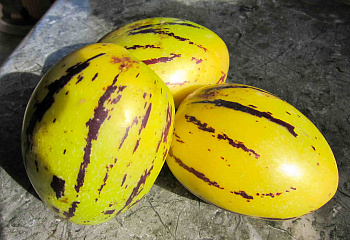 Пепино Pepino Ecuadorian Gold 