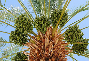 Пальма финиковая Phoenix dactylifera Khadrawy 
