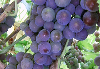 Виноград плодовый Vitis vinifera Амурский