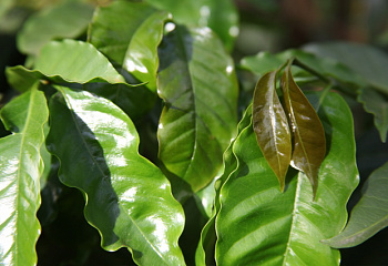 Кофейное дерево Coffee Pacamara 