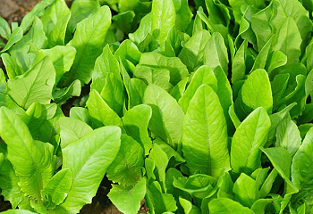 Салат Lettuce Amish deer tongue 