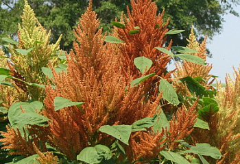 Амарант Amaranthus Orange giant 