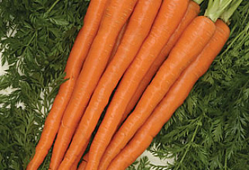 Морковь Carrot Sugarsnax Hybrid 