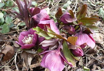 фото: морозник Early Purple морозник Early Purple