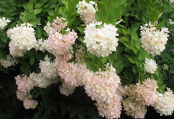 Гортензия метельчатая Hydrangea paniculata Tardiva 