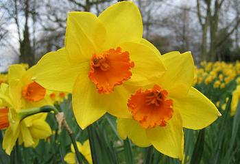 Нарцисс Narcissus Apotheose 