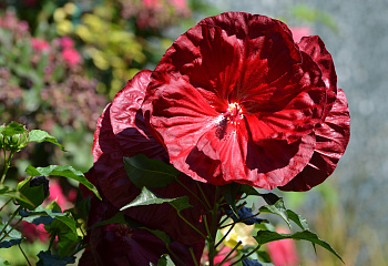 Гибискус Hibiscus Robert Fleming 