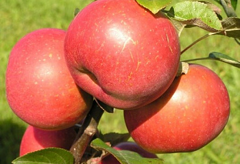 Яблоня Red Craft