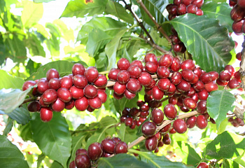 Кофейное дерево Coffee Colombian 