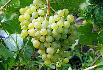 Виноград плодовый Vitis vinifera Алешенькин