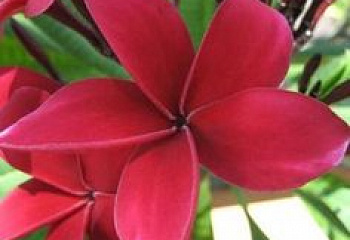 Плюмерия Plumeria Pops 