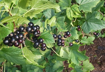 смородина черная Silvergieters Schwarze