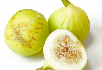 Инжир Fícus cárica Dominicos White Italian Fig