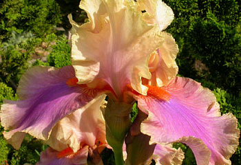 фото: Ирис Colette Thurillet Ирис Colette Thurillet