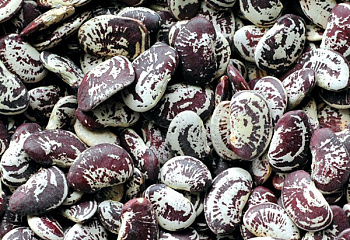 Фасоль Phaséolus Christmas Pole Lima 